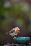 Image. European Robin