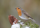 Image. European Robin