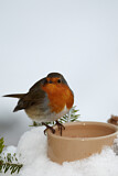 Image. European Robin