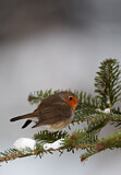 Image. European Robin