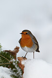 Image. European Robin
