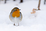 Image. European Robin
