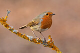Image. European Robin