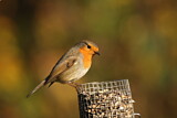 Image. European Robin