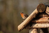 Image. European Robin
