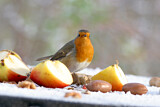 Image. European Robin