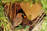 Image. European Robin