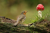 Image. European Robin