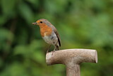 Image. European Robin