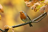 Image. European Robin