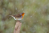Image. European Robin