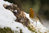 Image. European Robin