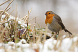 Image. European Robin
