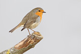 Image. European Robin