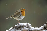 Image. European Robin