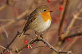 Image. European Robin