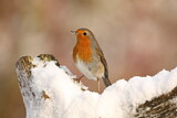 Image. European Robin
