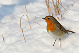 Image. European Robin
