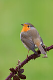 Image. European Robin