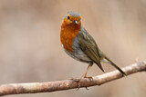 Image. European Robin