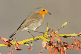 Image. European Robin