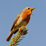 Image. European Robin