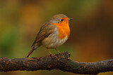 Image. European Robin