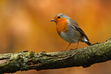 Image. European Robin