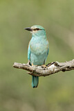 Image. European Roller