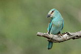 Image. European Roller