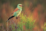 Image. European Roller