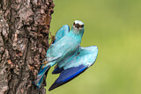 Image. European Roller