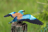 Image. European Roller