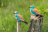 Image. European Roller
