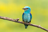 Image. European Roller