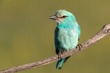 Image. European Roller