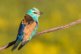 Image. European Roller
