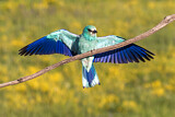 Image. European Roller