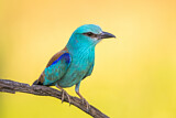 Image. European Roller