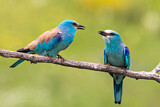 Image. European Roller