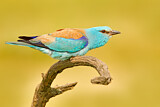 Image. European Roller