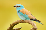 Image. European Roller