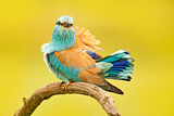 Image. European Roller