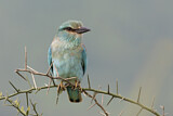Image. European Roller