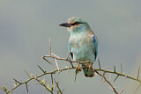 Image. European Roller