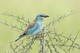 Image. European Roller