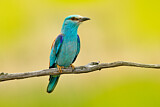 Image. European Roller
