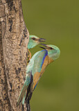 Image. European Roller
