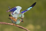 Image. European Roller