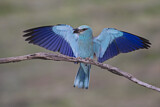 Image. European Roller